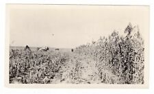 1900's REAL PHOTO HORSE DRAWN FARMING CORNFIELD EQUIPMENT STALKS OLD NICE PHOTO