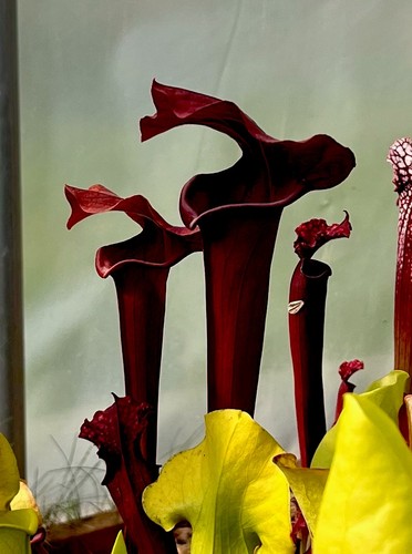 Sarracenia asbo rita soper - sarracenia,