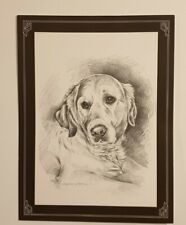 Beautiful Golden Retriever