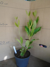 Viburnum nudum 'Pink Beauty'