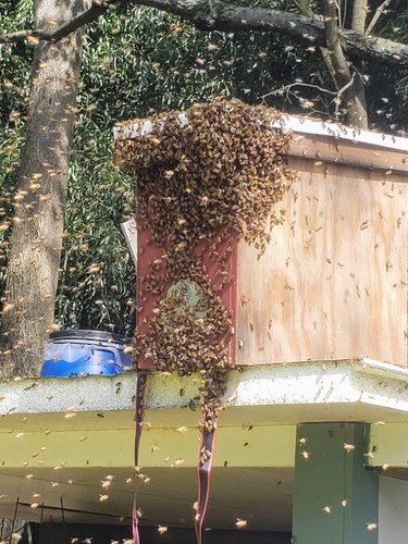 Honeybee bait hives - honeybee,
