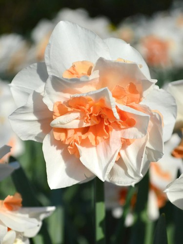 Daffodil narcissus replete - narcissus, replete-