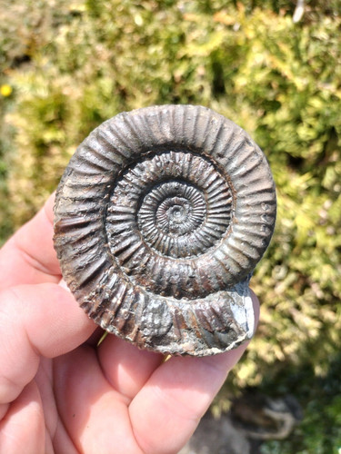 Large dactylioceras - large, sp