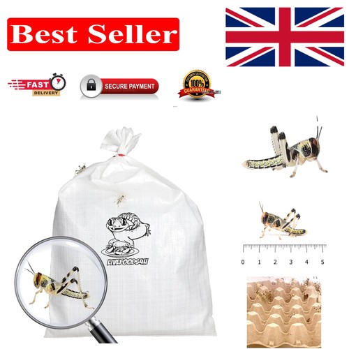 Nutritious live locusts 100 - nutritious,