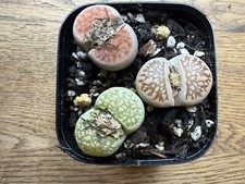 Mixed large lithops 5 - mixed, 3