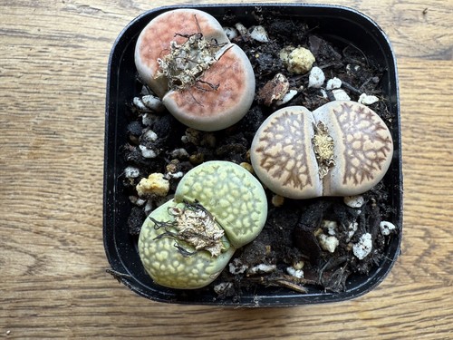 Mixed large lithops 5 3 - mixed,