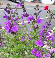 Salvia microphylla 'So Cool
