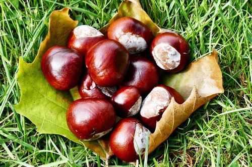 Horse chestnuts conkers - 30, x