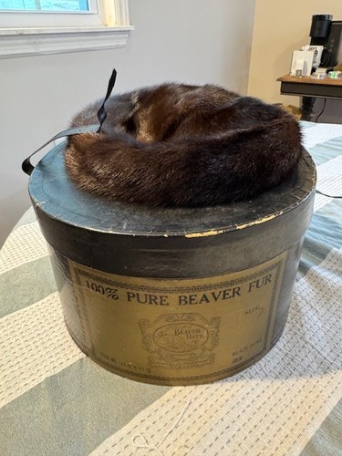 100 pure beaver - beaver, fur