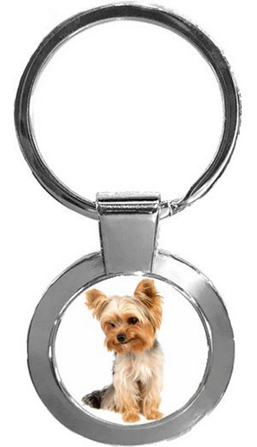 Yorkshire terrier dog luxury - yorkshire,