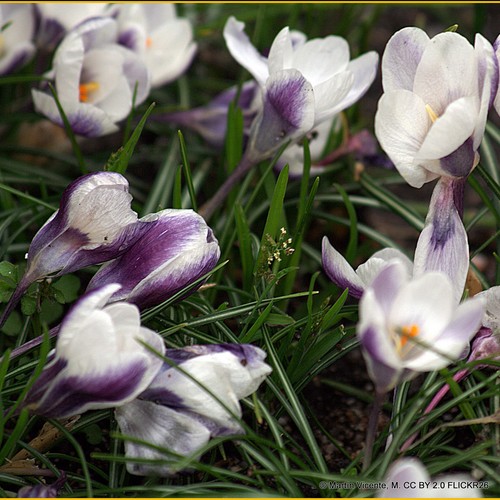 Crocus prins claus - crocus, claus'