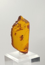 Baltic Amber With Insect