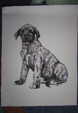Print of an Irish Wolfhound
