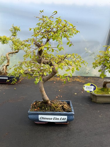 Chinese elm trunk style - chinese, s