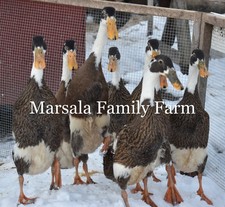 6+ Emery Penciled Runner Duck