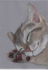 Original coloured pencil card gorgeous Sleeping kitten cat showing toe beans