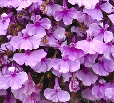 5000x Lobelia Fountain Lilac Seeds - For Hanging Baskets - Flower