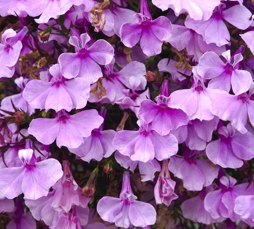 5000x lobelia fountain - 5000x,