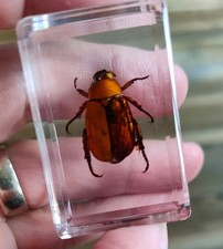 Real scarab CHRISTMAS BEETLE