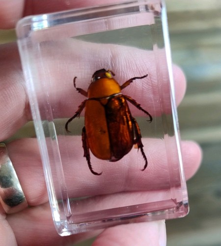 Real scarab christmas beetle - scarab,