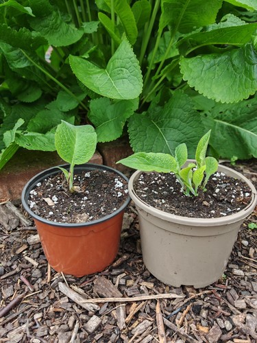 Healthy naturally grown - healthy,