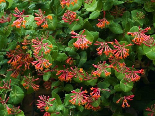 Lonicera dropmore scarlet - 3x,