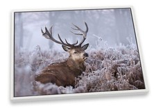 Stag Deer Wildlife Winter Grey CANVAS FLOATER FRAME Wall Art Print Picture