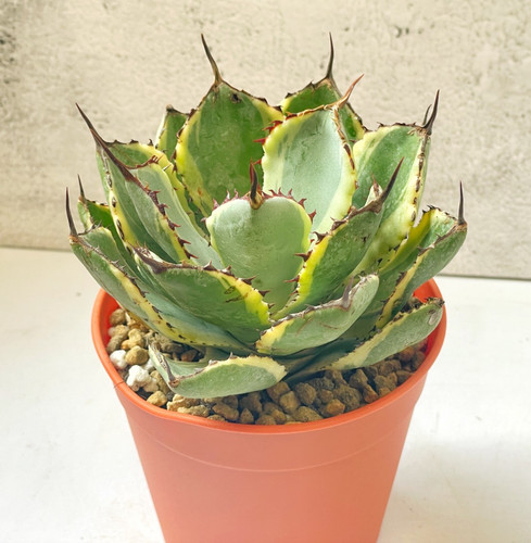 Agave pumila around - agave,
