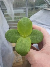 Crassula multicava - Fairy