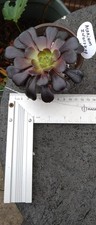 Black Rose Succulent Plant  Aeonium Schwarzkopf Arboreum Rooted 11cm in Pot