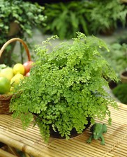 Adiantum raddianum Maidenhair Fern - Decorative Indoor House Plant In 12cm Pot