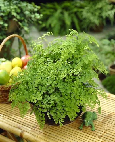 Adiantum raddianum maidenhair - raddianum,