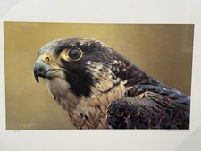 Carl Brenders “Peregrine