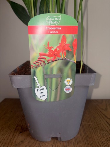 Crocosmia lucifer - 2l, |
