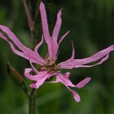 Lychnis flos-cuculi / Ragged