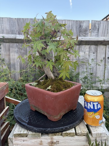 Japanese maple - maple, palmatum)