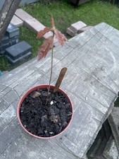 English Oak Sapling