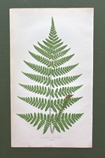Antique 1857 Fern Print