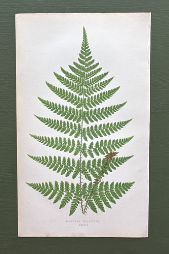 Antique 1857 fern print - fern,