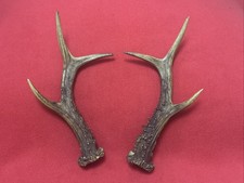 PAIR OF FANCY ROE DEER ANTLERS , 187g. aprox. 22/22,5cm.