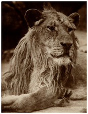 Gambier Bolton, Indian Lion Vintage Carbon Print Charcoal Print 28x21.5 