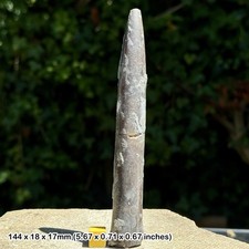 Belemnite – Belemnites