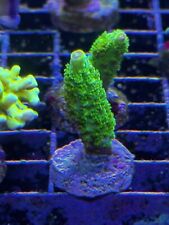 Bali Slimer Acropora SPS Coral
