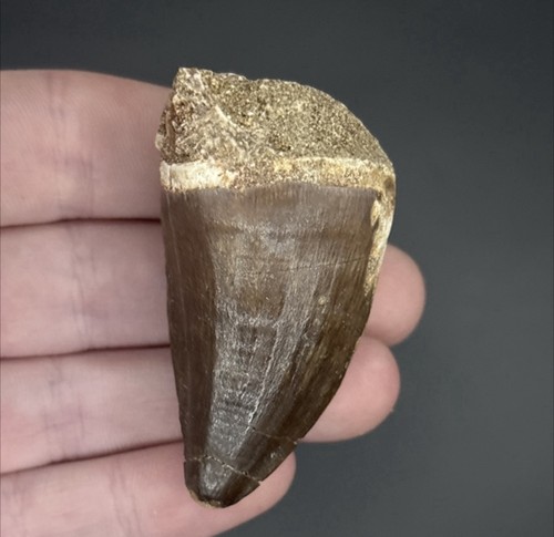 Large mosasaur tooth fossil - large,