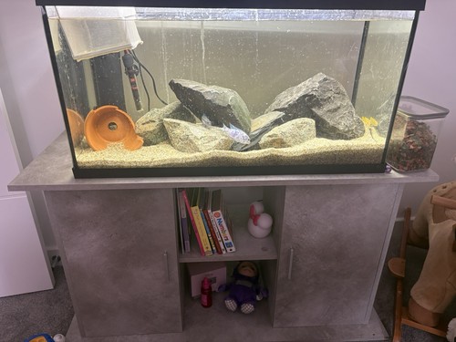 110 litre fish - fish, stand