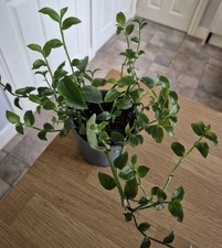 Tradescantia fluminensis-