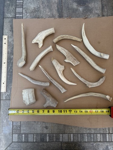 Lbs whitetail deer antler - lbs,