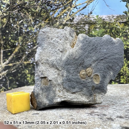 Very rare british cambrian - very,