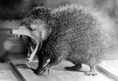 1940 tenrec an hedgehog - 1940's,