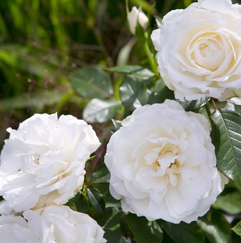Rose bush pot pick - in,